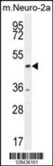 C-Terminal Binding Protein 1 antibody, 55-512, ProSci, Western Blot image 