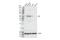 Lysyl Oxidase antibody, 58135S, Cell Signaling Technology, Western Blot image 