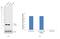 Superoxide Dismutase 1 antibody, LF-MA0023, Invitrogen Antibodies, Western Blot image 