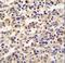 VICKZ family member 2 antibody, LS-C165146, Lifespan Biosciences, Immunohistochemistry frozen image 