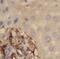 Neuraminidase 4 antibody, FNab05668, FineTest, Immunohistochemistry paraffin image 