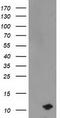 Phosphodiesterase 6G antibody, CF503686, Origene, Western Blot image 