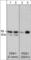 3-Phosphoinositide Dependent Protein Kinase 1 antibody, PP3891, ECM Biosciences, Western Blot image 