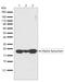 Synuclein Alpha antibody, 701085, Invitrogen Antibodies, Western Blot image 