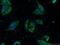 ELAV Like RNA Binding Protein 4 antibody, 24992-1-AP, Proteintech Group, Immunofluorescence image 