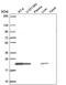 ADP Ribosylation Factor Like GTPase 1 antibody, PA5-66512, Invitrogen Antibodies, Western Blot image 