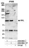 Nuclear VCP Like antibody, A304-863A, Bethyl Labs, Immunoprecipitation image 