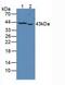 Protein Tyrosine Phosphatase Receptor Type J antibody, MBS2027521, MyBioSource, Western Blot image 