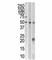 Serine/Threonine/Tyrosine Kinase 1 antibody, F40162-0.4ML, NSJ Bioreagents, Western Blot image 