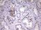 NADH:Ubiquinone Oxidoreductase Core Subunit S2 antibody, MA5-26534, Invitrogen Antibodies, Immunohistochemistry frozen image 