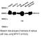 Myosin Heavy Chain 10 antibody, MBS128940, MyBioSource, Western Blot image 