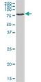 Protein Hook homolog 1 antibody, H00051361-B01P, Novus Biologicals, Western Blot image 