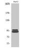 Greatwall protein kinase antibody, A04567-1, Boster Biological Technology, Western Blot image 