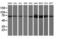 Tubulin Tyrosine Ligase Like 12 antibody, LS-C172329, Lifespan Biosciences, Western Blot image 