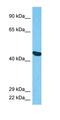 Tubulin Alpha 3e antibody, orb325871, Biorbyt, Western Blot image 