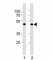 SMAD Family Member 3 antibody, F52046-0.4ML, NSJ Bioreagents, Immunohistochemistry frozen image 