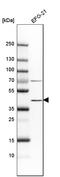 Indoleamine 2,3-Dioxygenase 1 antibody, HPA023149, Atlas Antibodies, Western Blot image 