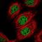 Cleavage stimulation factor subunit 3 antibody, NBP1-85428, Novus Biologicals, Immunofluorescence image 