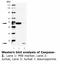 Caspase 2 antibody, LS-C63093, Lifespan Biosciences, Western Blot image 