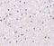 Nicastrin antibody, NBP1-77269, Novus Biologicals, Immunohistochemistry paraffin image 