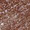 WD Repeat Domain 7 antibody, NBP2-14517, Novus Biologicals, Immunohistochemistry frozen image 