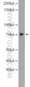 Sterile alpha motif domain-containing protein 11 antibody, 24731-1-AP, Proteintech Group, Western Blot image 