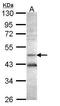 Adenosylhomocysteinase antibody, PA5-27400, Invitrogen Antibodies, Western Blot image 
