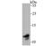 Dap12 antibody, NBP2-76828, Novus Biologicals, Western Blot image 