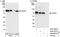 63 kDa membrane protein antibody, A302-256A, Bethyl Labs, Western Blot image 