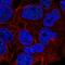 Regulator Of Telomere Elongation Helicase 1 antibody, PA5-66911, Invitrogen Antibodies, Immunofluorescence image 