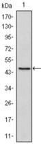 POU Class 5 Homeobox 1 antibody, abx016070, Abbexa, Enzyme Linked Immunosorbent Assay image 