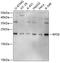 40S ribosomal protein S9 antibody, 19-007, ProSci, Western Blot image 