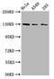 Semaphorin 6D antibody, LS-C681298, Lifespan Biosciences, Western Blot image 