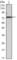 Kelch Like Family Member 22 antibody, abx011076, Abbexa, Western Blot image 