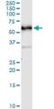 Cell Division Cycle 25C antibody, H00000995-M01, Novus Biologicals, Immunoprecipitation image 