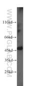 Protein Interacting With PRKCA 1 antibody, 10983-2-AP, Proteintech Group, Western Blot image 