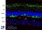 RING-box protein 2 antibody, LS-B10410, Lifespan Biosciences, Immunohistochemistry paraffin image 