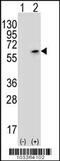 Cyclin Dependent Kinase 18 antibody, MBS9205126, MyBioSource, Western Blot image 