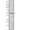 Potassium Voltage-Gated Channel Subfamily J Member 8 antibody, abx216389, Abbexa, Western Blot image 