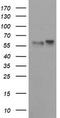 Tripartite Motif Containing 9 antibody, LS-C788618, Lifespan Biosciences, Western Blot image 