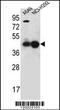 Purine Rich Element Binding Protein A antibody, 56-040, ProSci, Western Blot image 