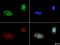 Piezo Type Mechanosensitive Ion Channel Component 1 antibody, NBP1-78446, Novus Biologicals, Immunofluorescence image 