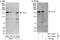 Nucleolar Protein 8 antibody, NBP1-46850, Novus Biologicals, Western Blot image 