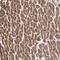Proteasome 20S alpha 3 antibody, NBP1-92293, Novus Biologicals, Immunohistochemistry frozen image 