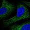 CAMP Responsive Element Binding Protein 3 antibody, NBP2-58307, Novus Biologicals, Immunofluorescence image 