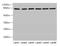 Calpain 1 antibody, LS-C369364, Lifespan Biosciences, Western Blot image 