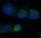 Heme Oxygenase 1 antibody, FNab03937, FineTest, Immunofluorescence image 
