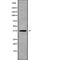 TWIST Neighbor antibody, abx219186, Abbexa, Western Blot image 