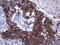 Tissue Factor Pathway Inhibitor 2 antibody, LS-C339501, Lifespan Biosciences, Immunohistochemistry frozen image 