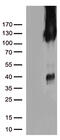 CD31 antibody, CF504862, Origene, Western Blot image 